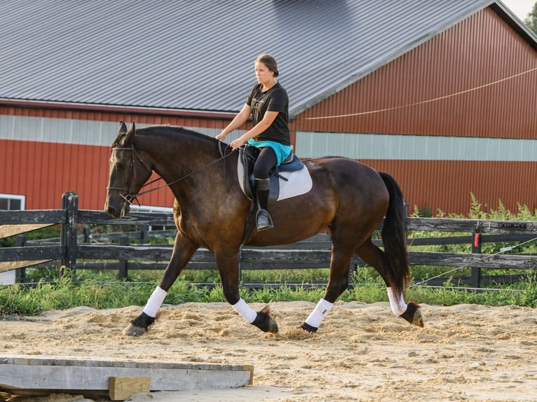 Percheron Mix Stute 5 Jahre Rappe in Honey Brook