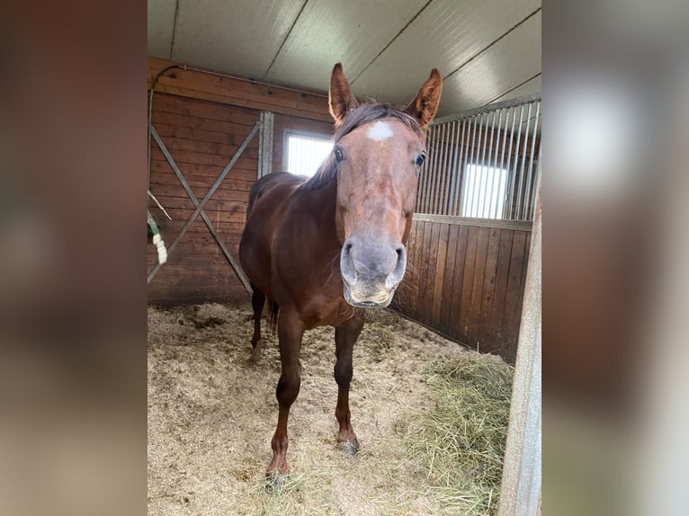 Percheron Stute 6 Jahre 150 cm Brauner in Lörrach