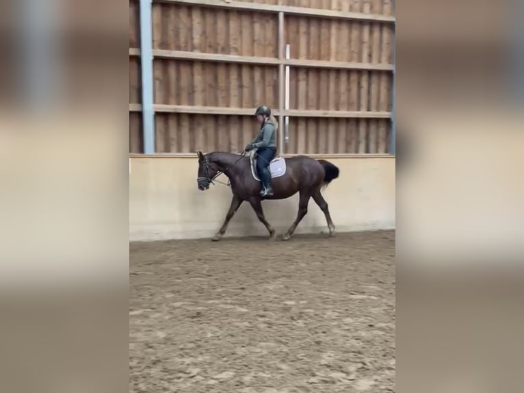 Percheron Stute 6 Jahre 150 cm Brauner in Lörrach