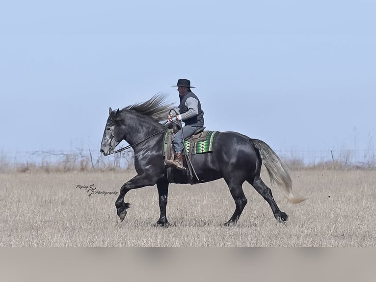 Percheron Stute 6 Jahre 170 cm Schimmel in Fairbank IA