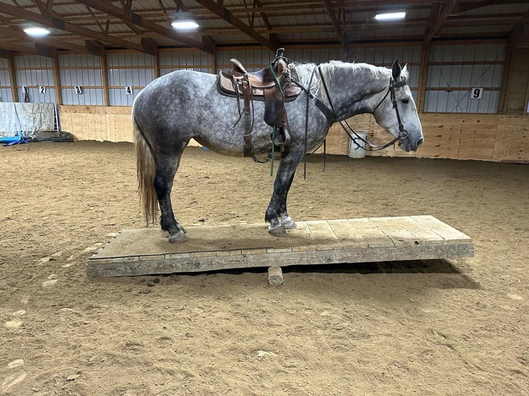 Percheron Stute 6 Jahre Schimmel in Warsaw NY