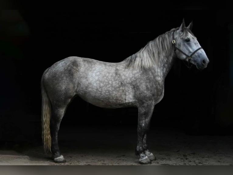 Percheron Stute 6 Jahre Schimmel in Warsaw NY