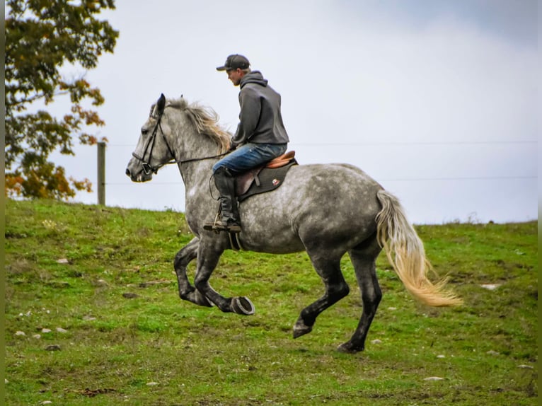 Percheron Stute 6 Jahre Schimmel in Warsaw NY