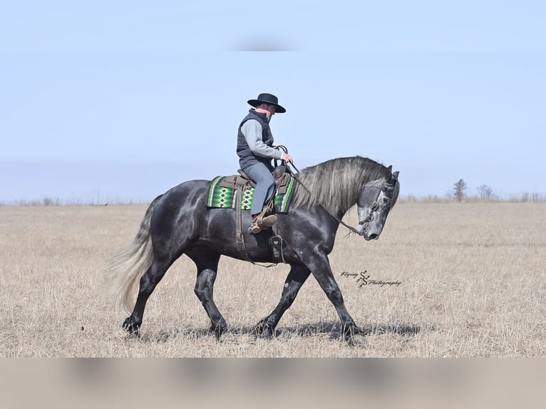 Percheron Stute 6 Jahre Schimmel in Fairbank IA