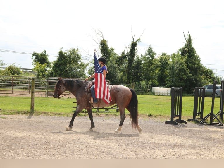 Percheron Mix Stute 7 Jahre 165 cm Roan-Bay in Perkasie