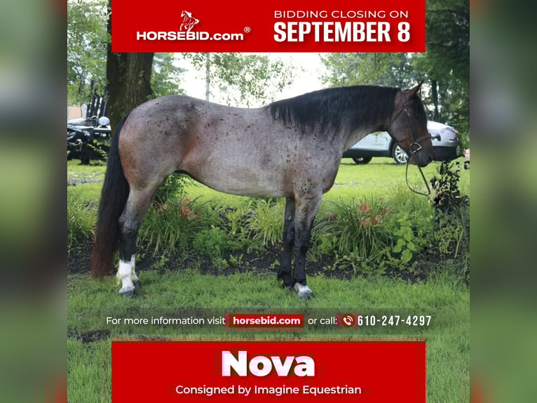 Percheron Mix Stute 7 Jahre 165 cm Roan-Bay in Perkasie