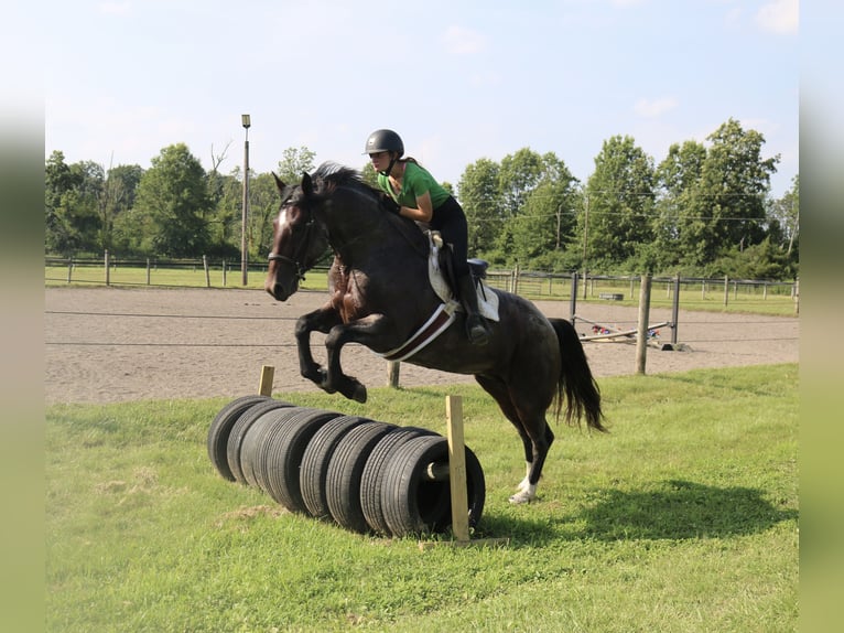 Percheron Mix Stute 7 Jahre 165 cm Roan-Bay in Perkasie
