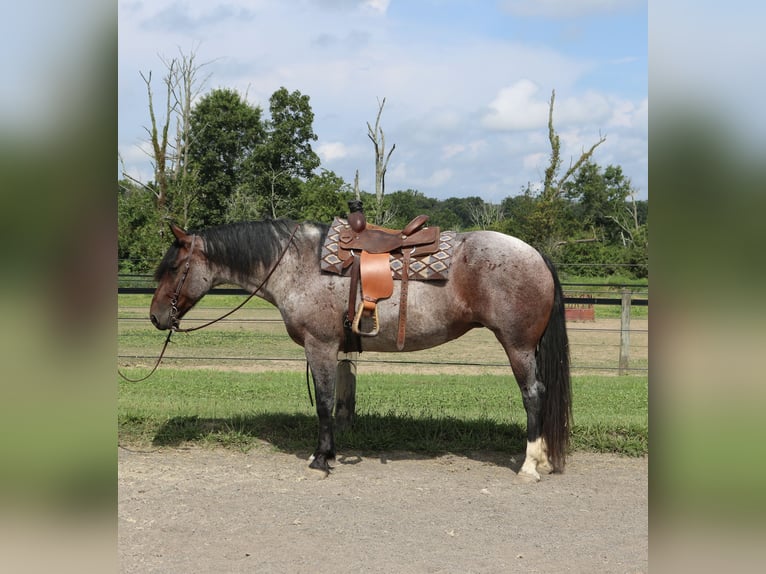 Percheron Mix Stute 7 Jahre 165 cm Roan-Bay in Perkasie
