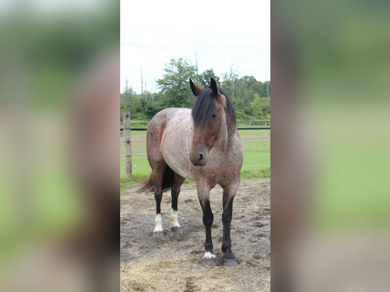 Percheron Mix Stute 7 Jahre 165 cm Roan-Bay in Perkasie
