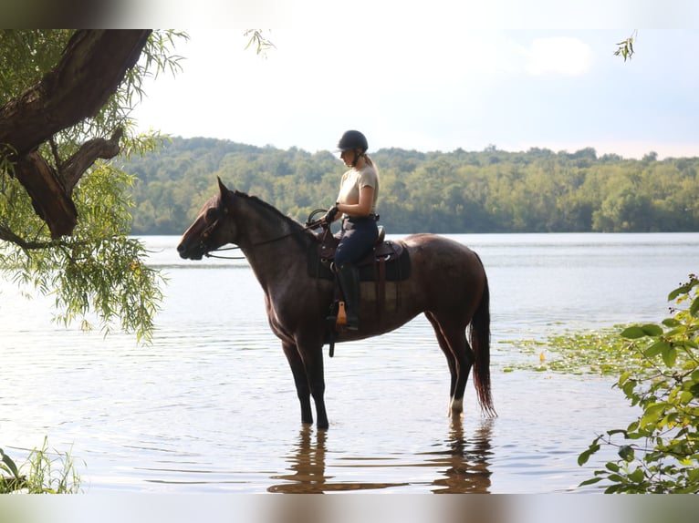 Percheron Mix Stute 7 Jahre 165 cm Roan-Bay in Perkasie