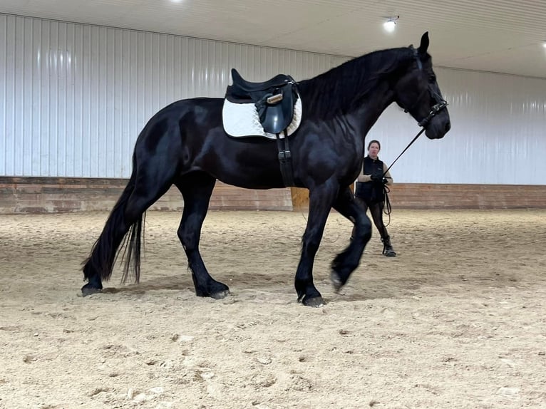 Percheron Stute 7 Jahre Rappe in Riverside