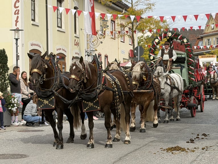 Percheron Mix Stute 8 Jahre 172 cm Apfelschimmel in Emeringen