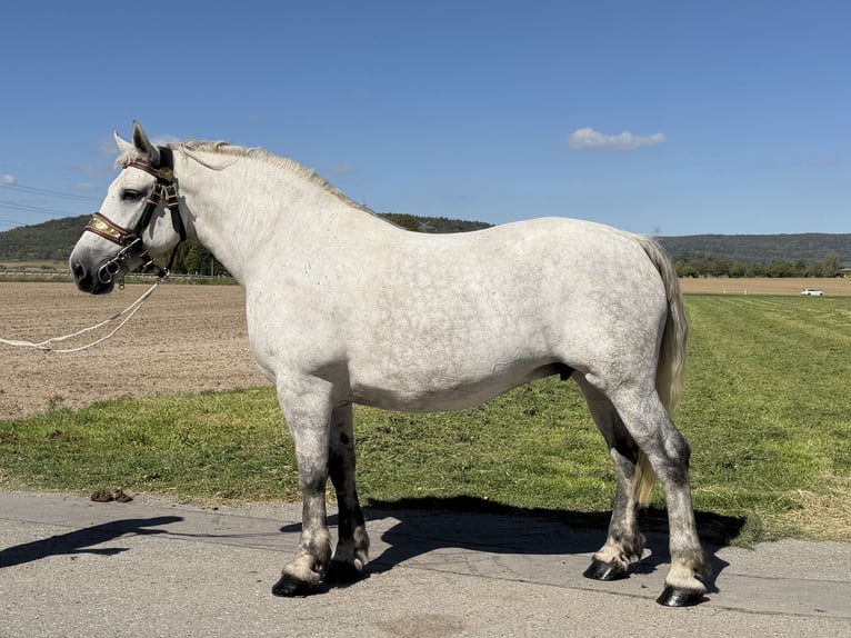 Percheron Mix Stute 8 Jahre 172 cm Apfelschimmel in Emeringen