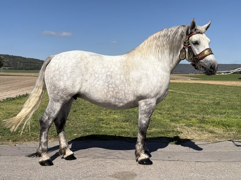 Percheron Mix Stute 8 Jahre 172 cm Apfelschimmel in Emeringen