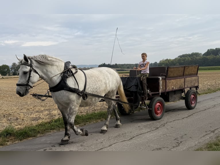 Percheron Mix Stute 8 Jahre 172 cm Apfelschimmel in Emeringen