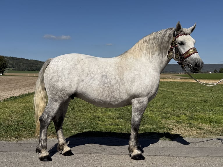Percheron Mix Stute 8 Jahre 172 cm Apfelschimmel in Emeringen