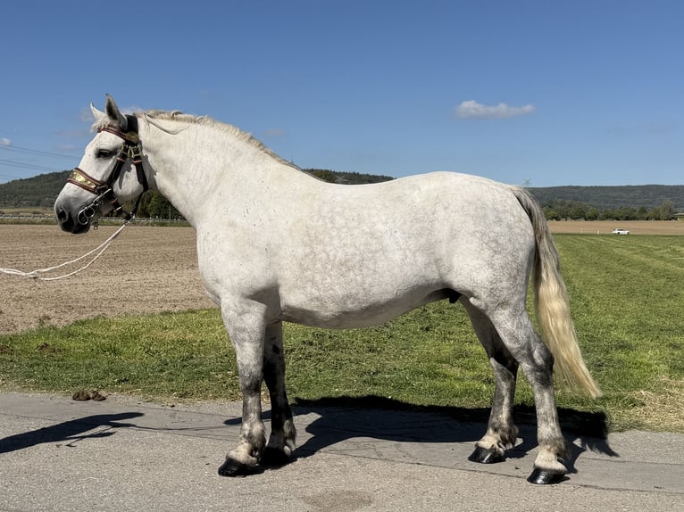 Percheron Mix Stute 8 Jahre 172 cm Apfelschimmel in Emeringen