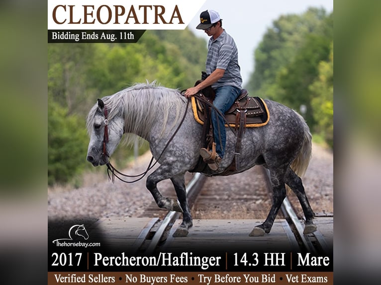 Percheron Mix Stute 9 Jahre 150 cm Schimmel in Bogard, MO