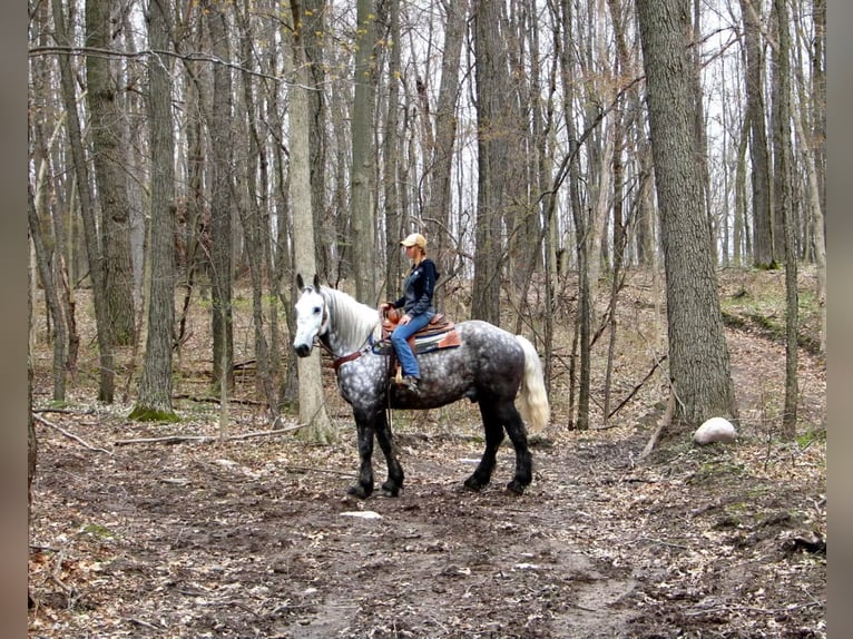 Percheron Valack 10 år 170 cm Gråskimmel in Highland Mi