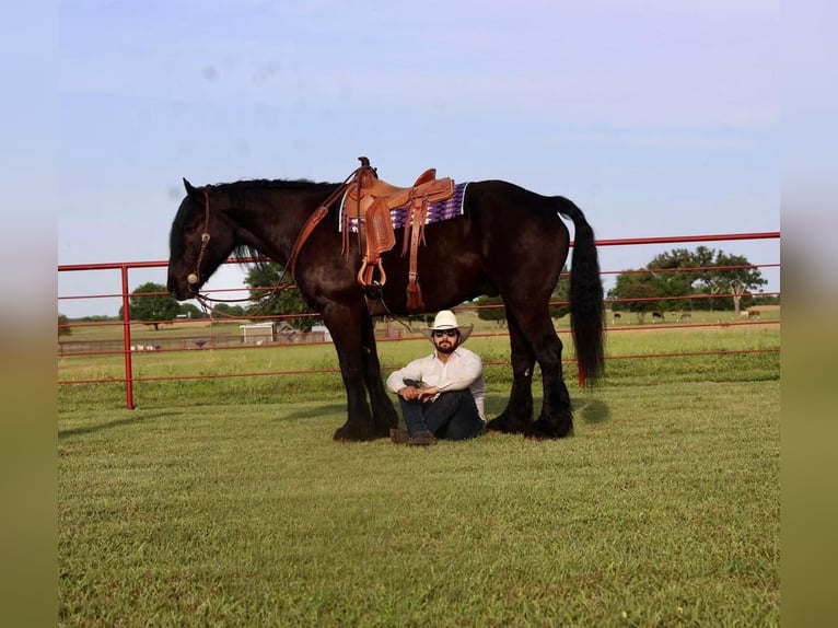 Percheron Blandning Valack 11 år Svart in Grand Saline, TX