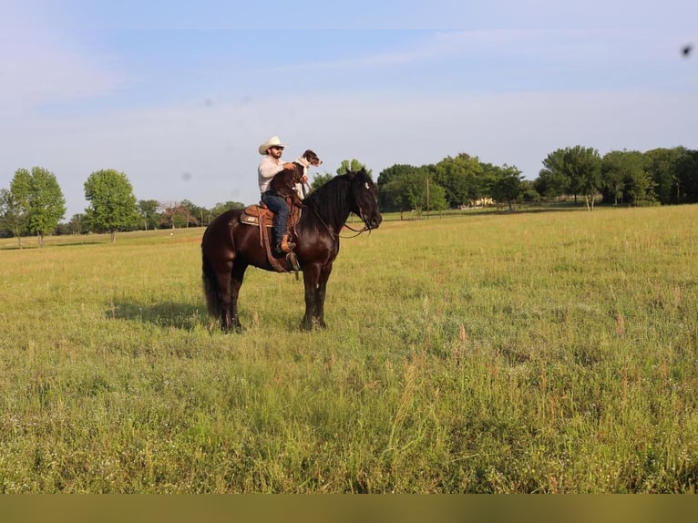 Percheron Blandning Valack 11 år Svart in Grand Saline, TX