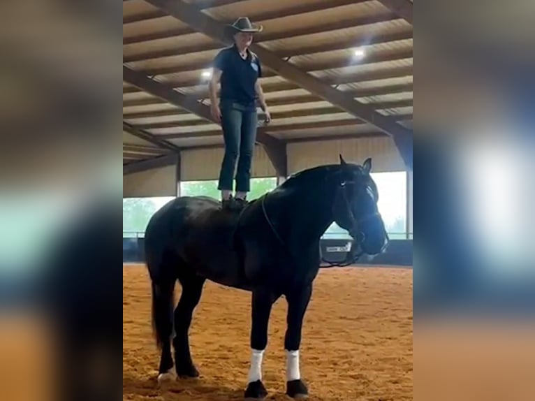 Percheron Valack 14 år 183 cm Svart in MOntgomery TX