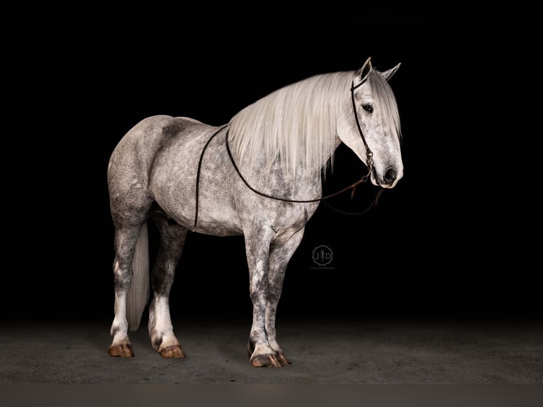 Percheron Blandning Valack 3 år 160 cm Grå in Lebanon, PA