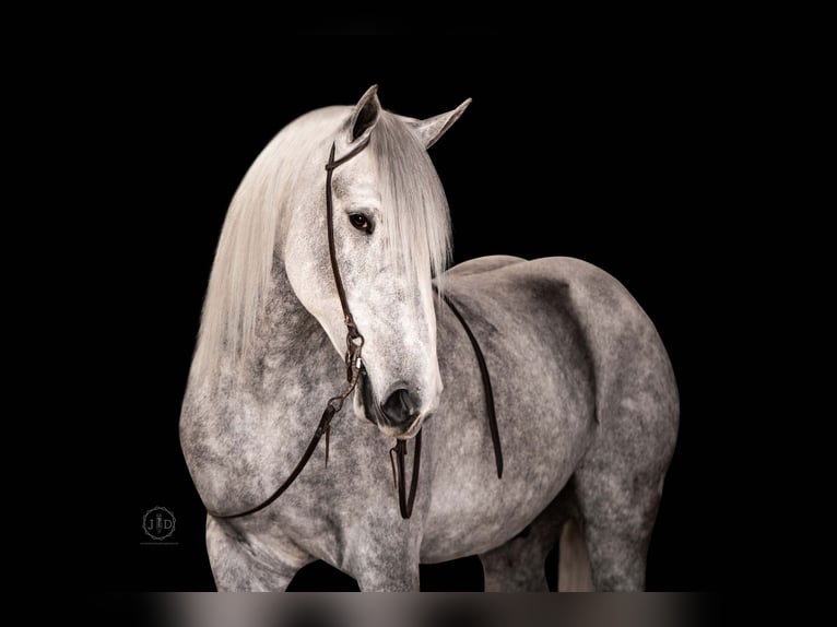 Percheron Blandning Valack 3 år 160 cm Grå in Lebanon, PA