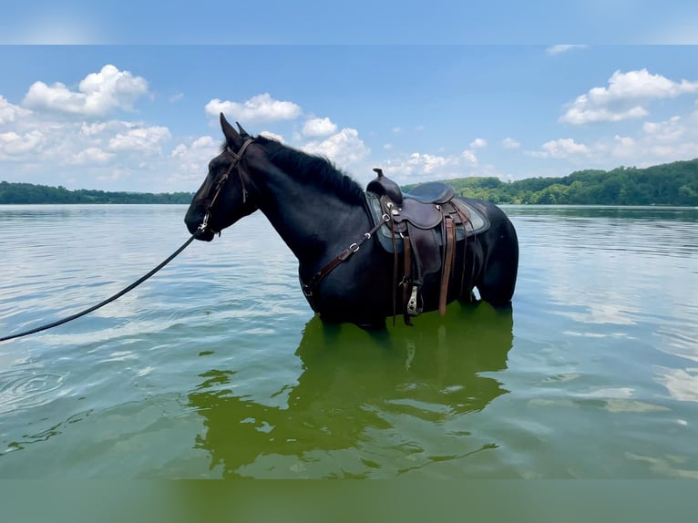 Percheron Blandning Valack 3 år 173 cm Svart in Narvon, PA