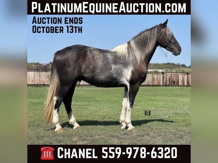 Percheron Valack 4 år 163 cm Tobiano-skäck-alla-färger in Jacksboro TX