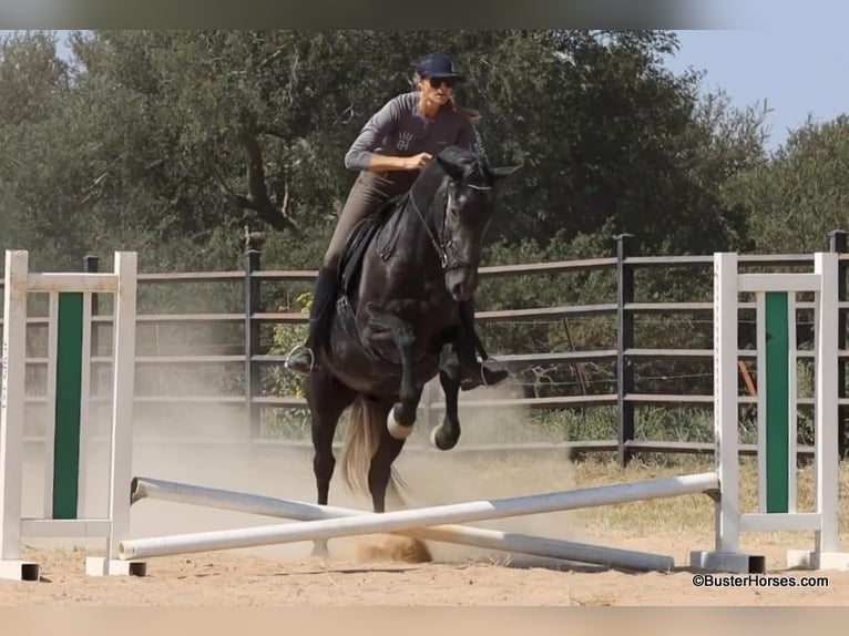 Percheron Valack 4 år 165 cm Grå in Weatherford TX