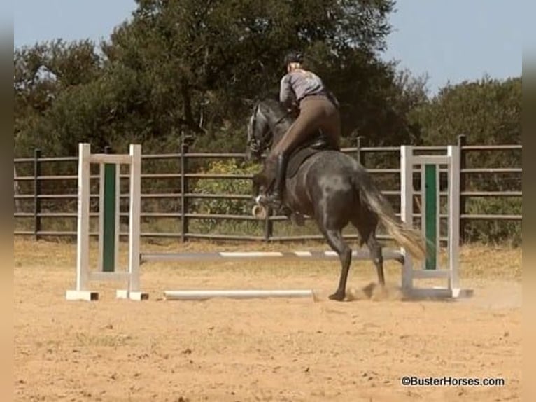 Percheron Valack 4 år 165 cm Grå in Weatherford TX