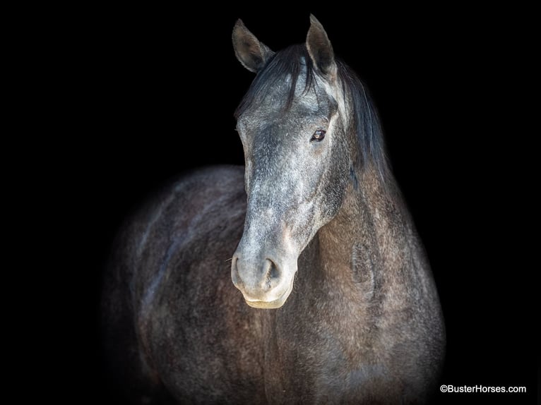 Percheron Valack 4 år 165 cm Grå in Weatherford TX