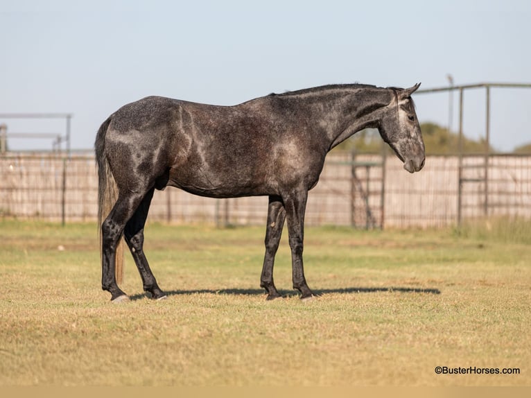 Percheron Valack 4 år 165 cm Grå in Weatherford TX