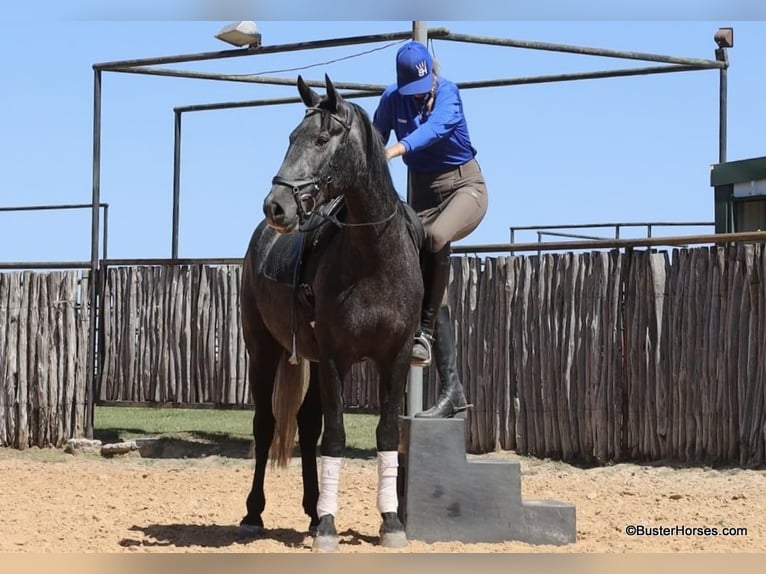 Percheron Valack 4 år 165 cm Grå in Weatherford TX