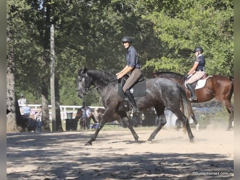 Percheron Valack 4 år 165 cm Grå in Weatherford TX