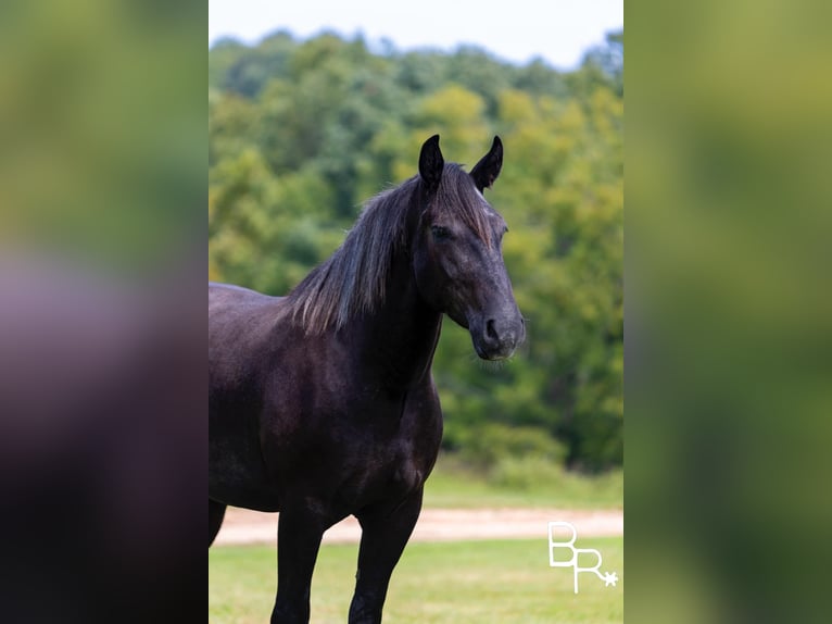 Percheron Valack 4 år 165 cm Svart in Mountain Grove MO