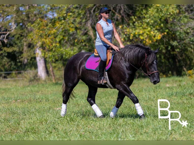 Percheron Valack 4 år 165 cm Svart in Mountain Grove MO