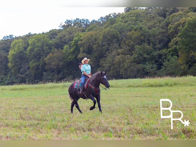 Percheron Valack 4 år 165 cm Svart in Mountain Grove MO