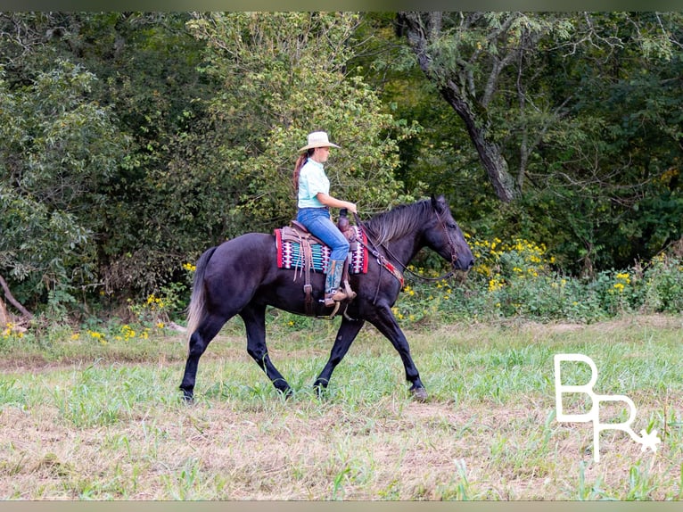 Percheron Valack 4 år 165 cm Svart in Mountain Grove MO