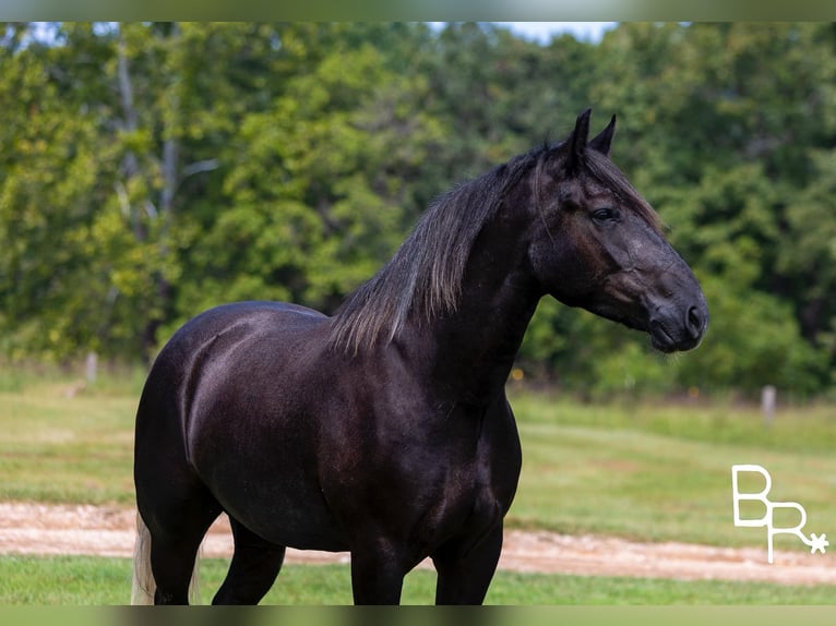 Percheron Valack 4 år 165 cm Svart in Mountain Grove MO