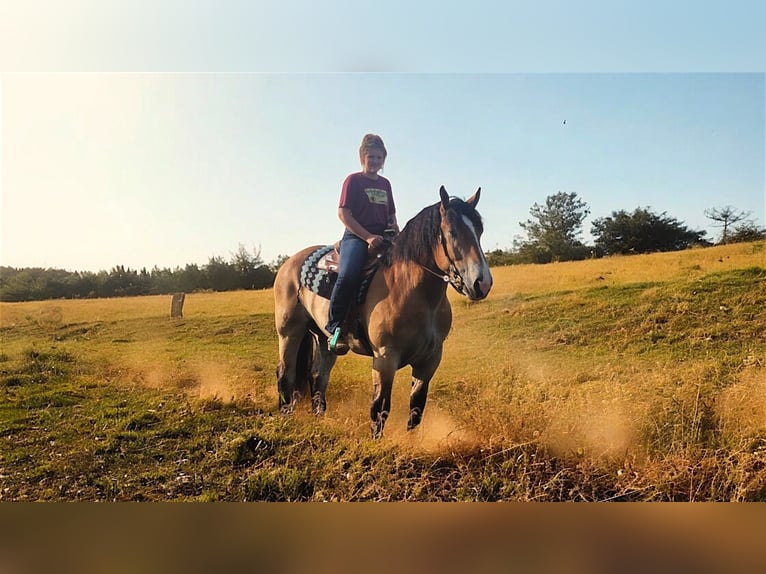 Percheron Blandning Valack 4 år 168 cm Brun in Camden, MI