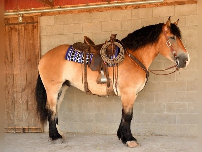 Percheron Blandning Valack 4 år 168 cm Brun in Camden, MI