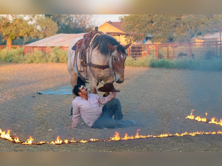 Percheron Valack 4 år 173 cm Brunskimmel in Stephenville TX