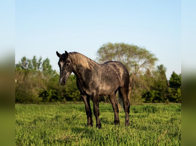 Percheron Valack 4 år 173 cm Grå in Nevis, MN