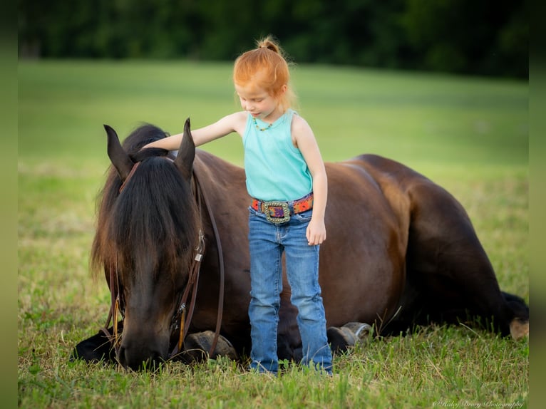 Percheron Blandning Valack 5 år 160 cm Svart in Auburn, KY