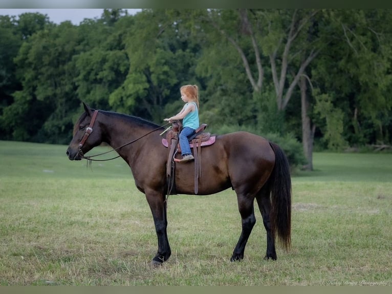 Percheron Blandning Valack 5 år 160 cm Svart in Auburn, KY