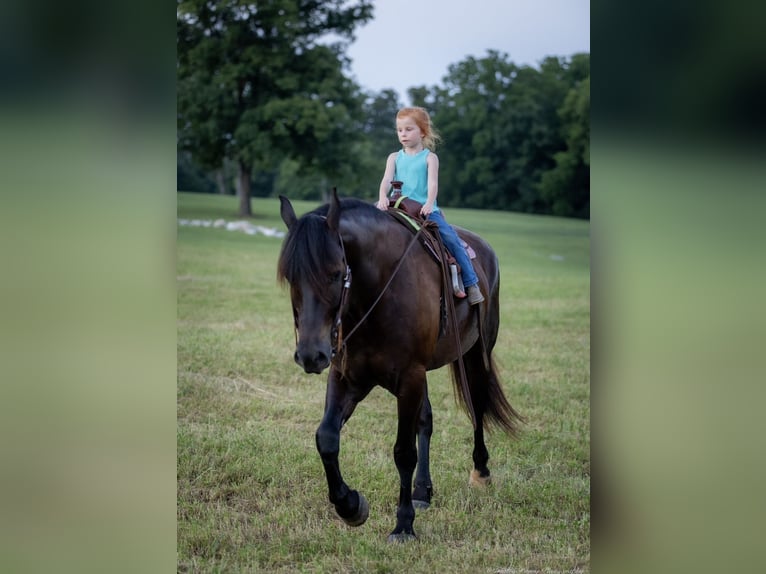 Percheron Blandning Valack 5 år 160 cm Svart in Auburn, KY