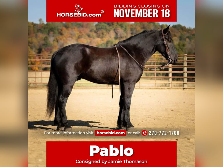 Percheron Blandning Valack 5 år 165 cm Svart in Auburn, KY