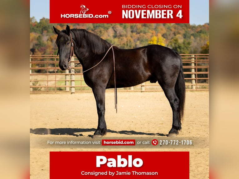 Percheron Blandning Valack 5 år 165 cm Svart in Auburn, KY